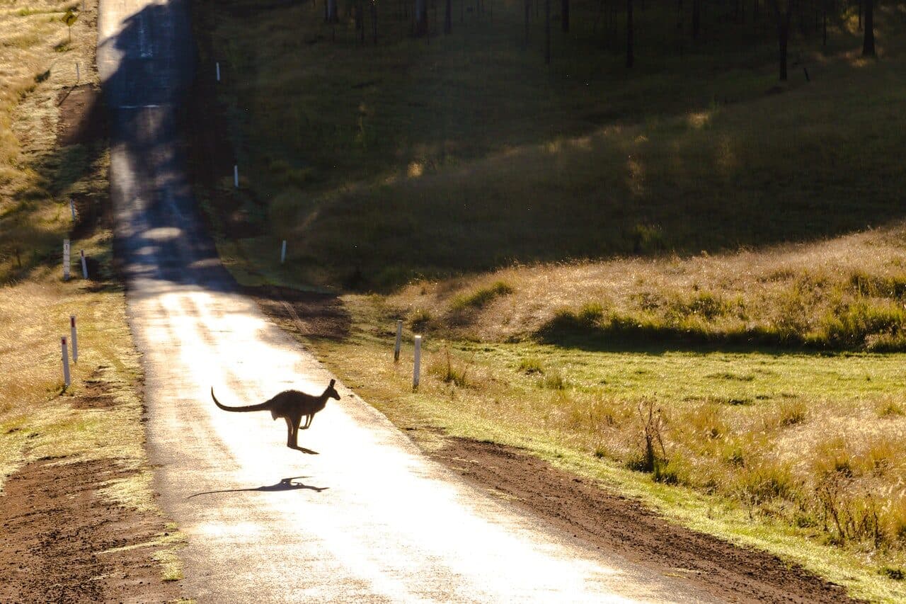 Driving Safely in Victoria: Watching Out For Wildlife